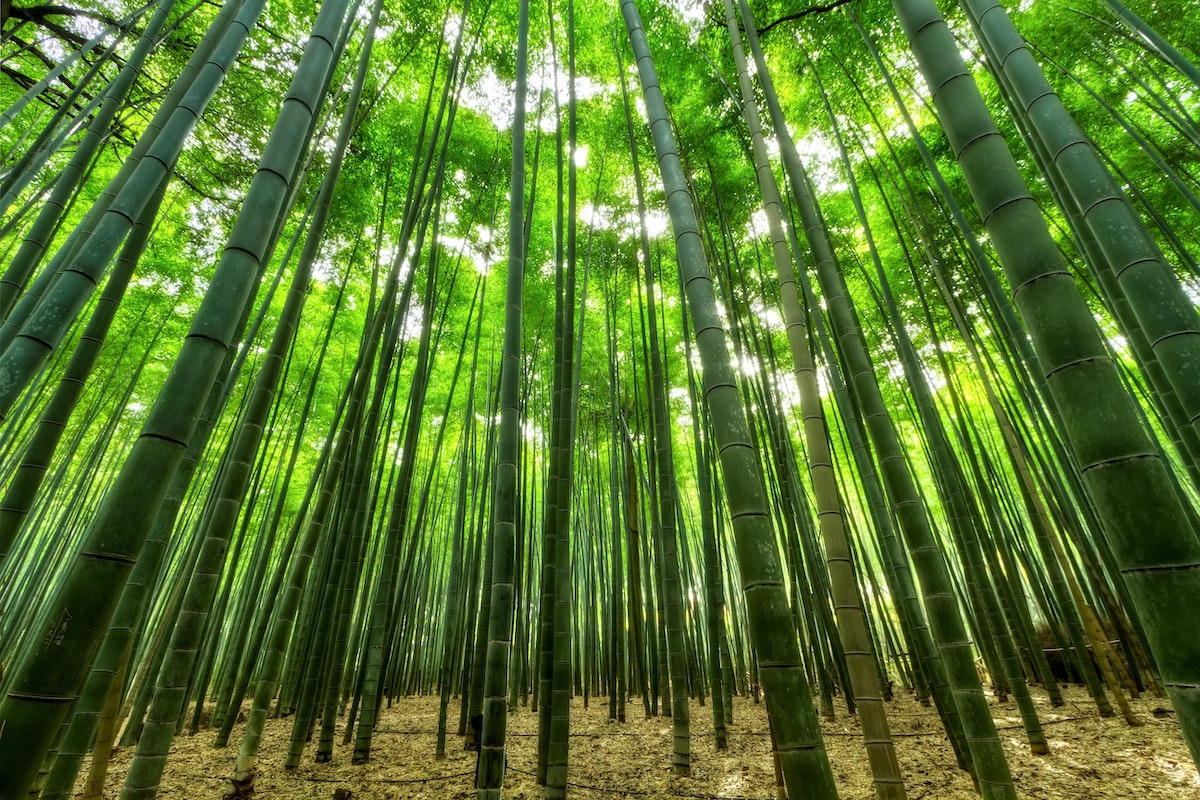 Resilient Bamboo